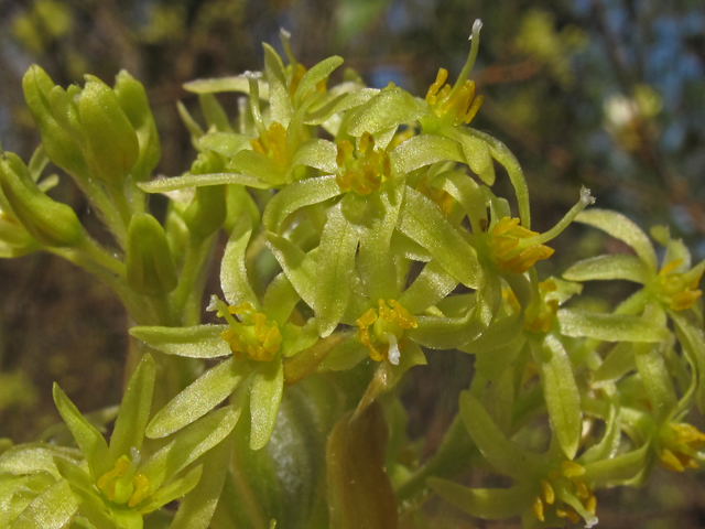 Sassafras albidum (Sassafras) #45350