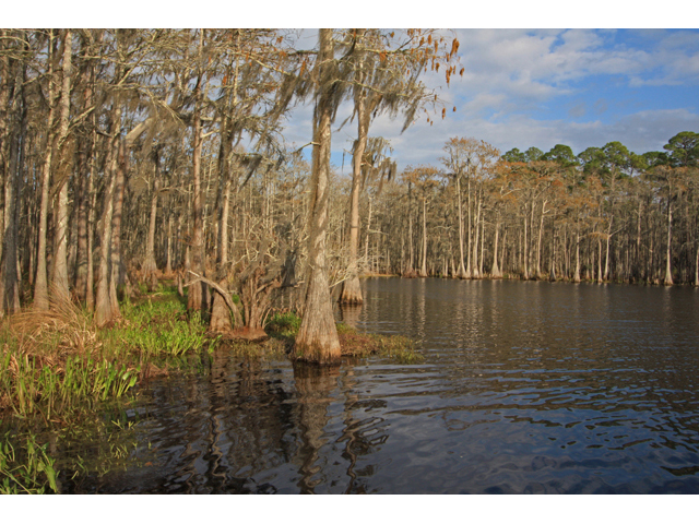 Taxodium ascendens (Pond cypress) #45364