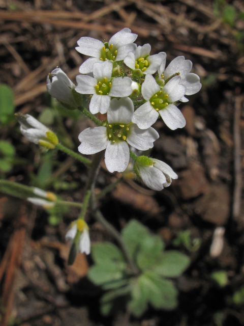 Draba cuneifolia var. cuneifolia (Wedgeleaf draba) #45374