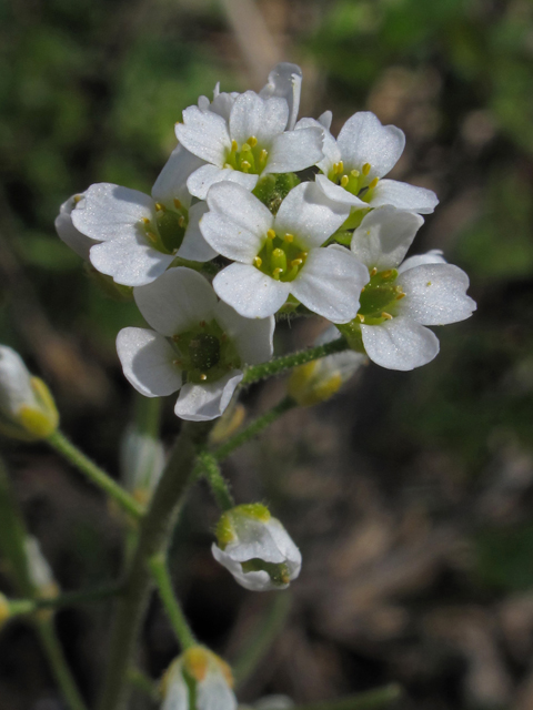 Draba cuneifolia var. cuneifolia (Wedgeleaf draba) #45375