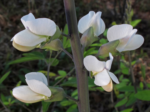 Baptisia alba var. alba (White wild indigo) #45380