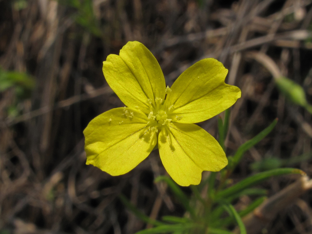 Oenothera linifolia (Threadleaf evening-primrose) #45397