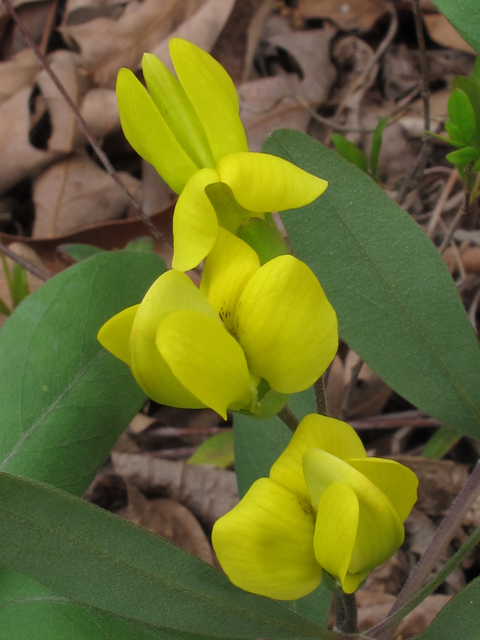 Baptisia lanceolata (Gopherweed) #45406