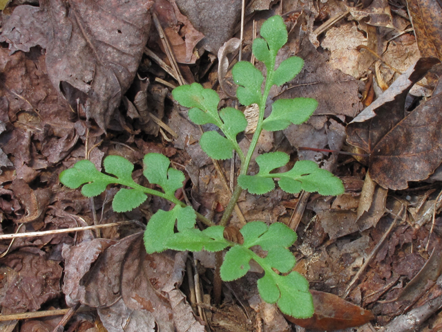 Botrychium jenmanii (Dixie grapefern) #45415