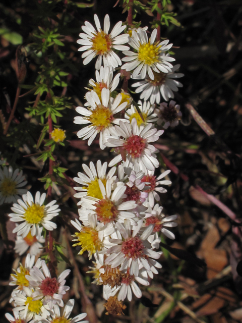 Symphyotrichum dumosum (Rice button aster) #45429