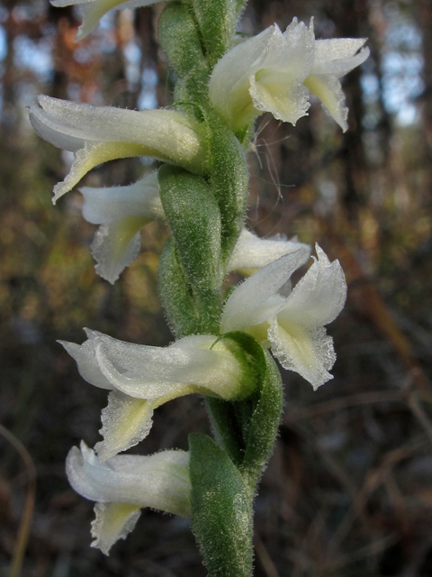 Spiranthes magnicamporum (Great plains ladies'-tresses) #45431