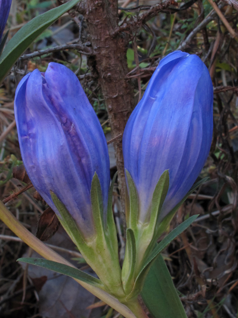 Gentiana saponaria (Harvestbells) #45432