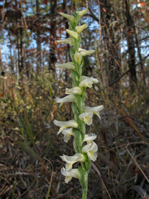 Spiranthes magnicamporum (Great plains ladies'-tresses) #45435