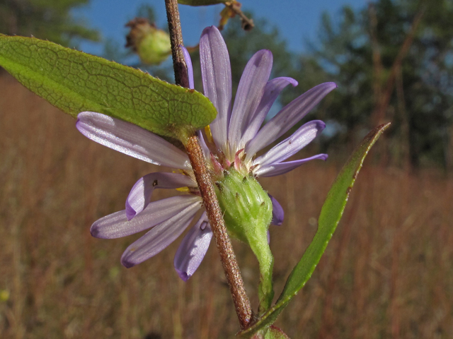 Symphyotrichum patens (Late purple aster) #45436