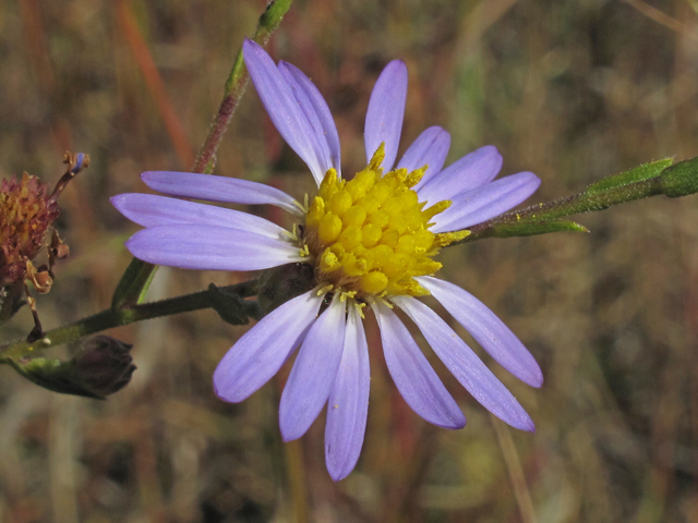 Symphyotrichum patens (Late purple aster) #45438