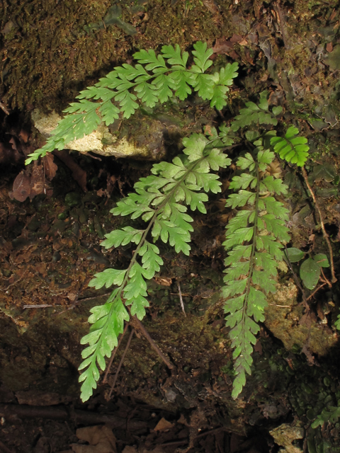 Asplenium curtissii (Curtiss's spleenwort) #45442