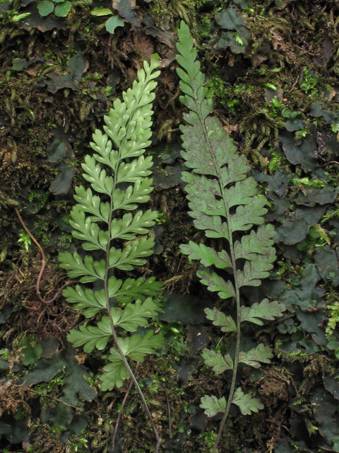 Asplenium curtissii (Curtiss's spleenwort) #45443