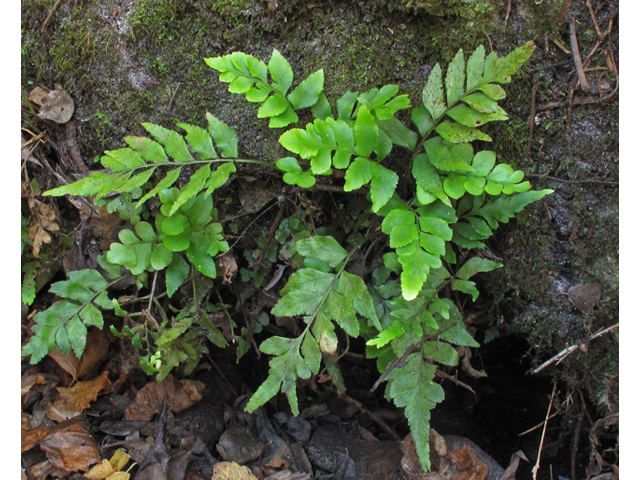 Asplenium abscissum (Cutleaf spleenwort) #45444