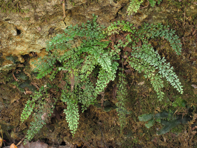 Asplenium verecundum (Limestone spleenwort) #45445