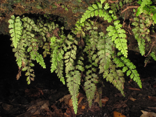 Asplenium curtissii (Curtiss's spleenwort) #45446