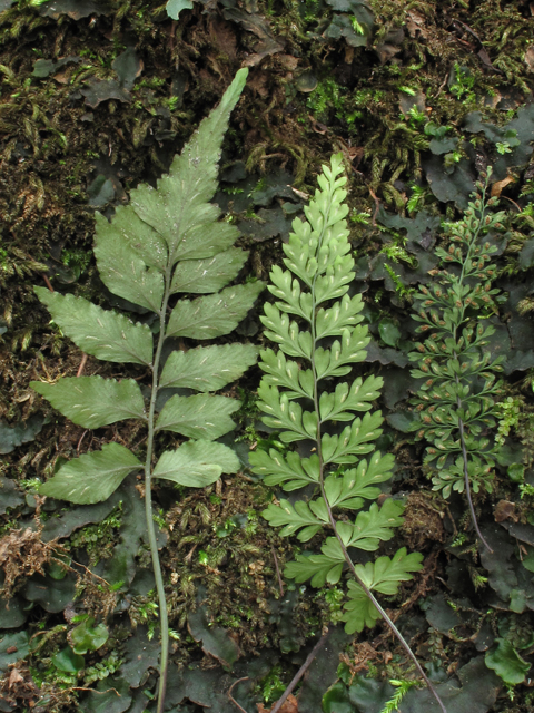 Asplenium abscissum (Cutleaf spleenwort) #45448