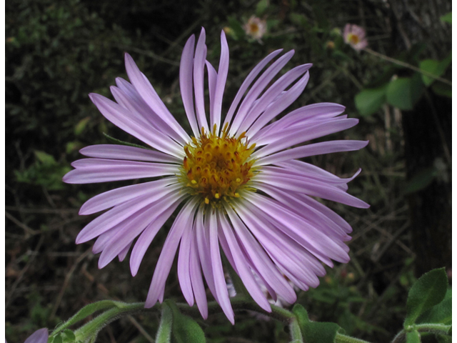 Ampelaster carolinianus (Climbing aster) #45452