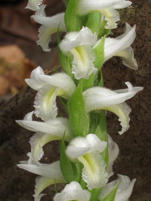 Spiranthes odorata (Marsh ladies'-tresses) #45454