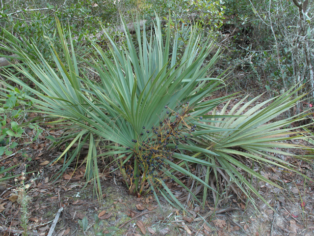 Sabal etonia (Scrub palmetto) #45455