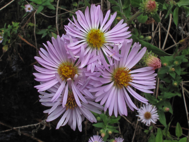 Ampelaster carolinianus (Climbing aster) #45457