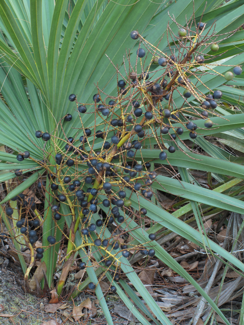 Sabal etonia (Scrub palmetto) #45461