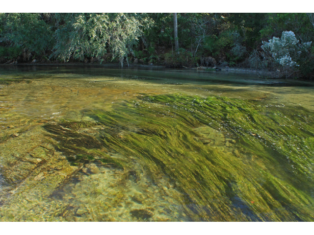 Stuckenia pectinata (Sago pondweed) #45462