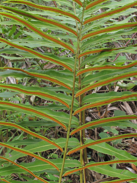 Blechnum serrulatum (Swamp fern) #45500