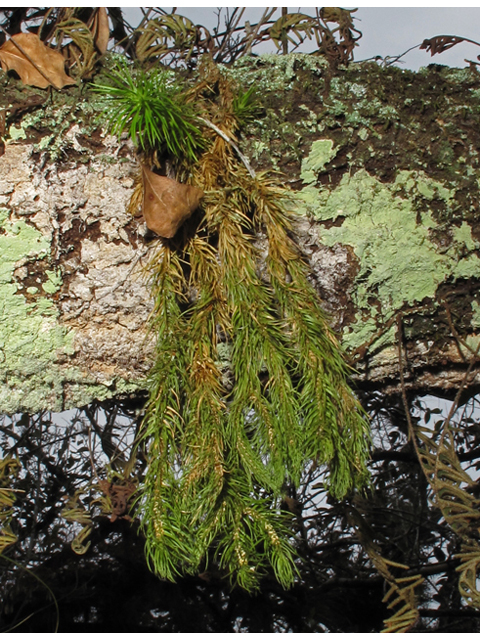 Huperzia dichotoma (Hanging clubmoss) #45508