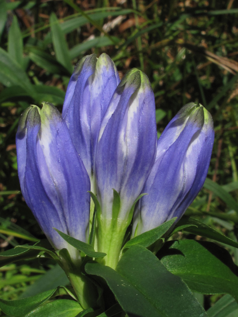 Gentiana linearis (Narrowleaf gentian) #45768