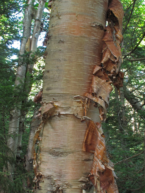 Betula papyrifera (Paper birch) #45775