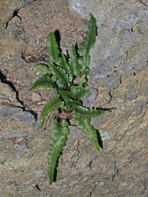 Asplenium pinnatifidum (Lobed spleenwort) #45801