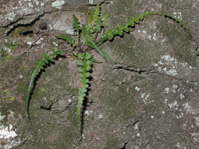 Asplenium pinnatifidum (Lobed spleenwort) #45802