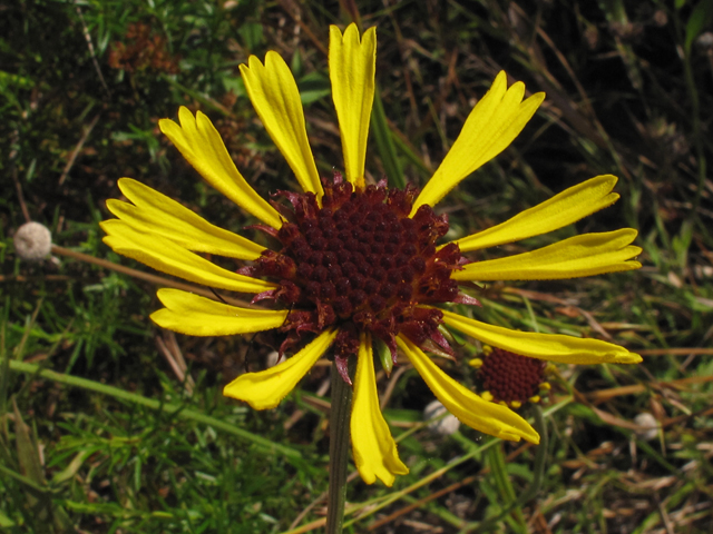 Balduina atropurpurea (Purpledisk honeycomb-head) #45804