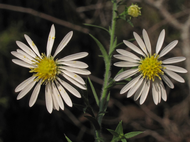 Symphyotrichum pilosum var. pilosum (Hairy white oldfield aster) #45821