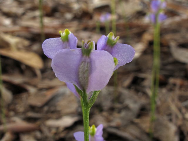 Burmannia biflora (Northern bluethread) #45832