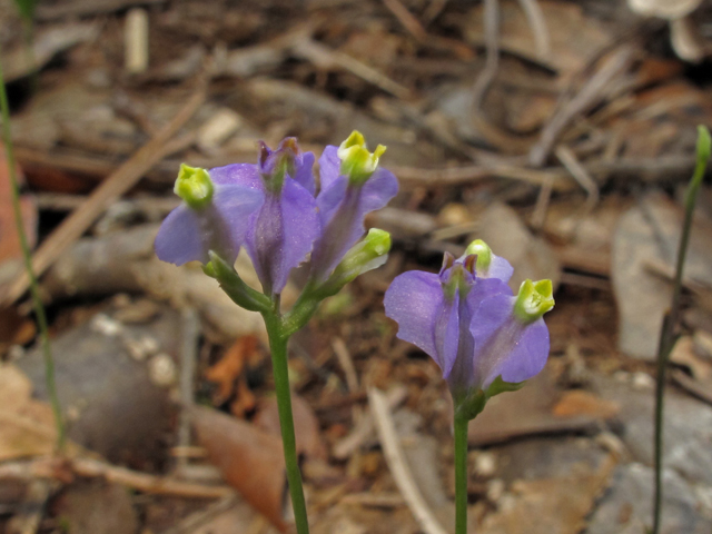 Burmannia biflora (Northern bluethread) #45833