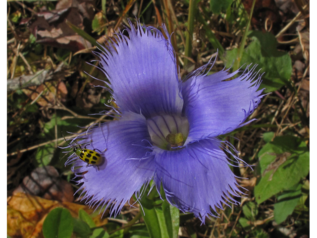 Gentianopsis crinita (Greater fringed gentian) #45836