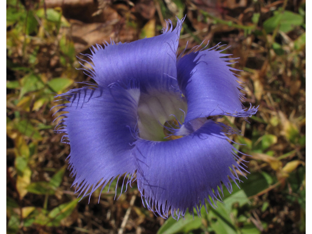 Gentianopsis crinita (Greater fringed gentian) #45840