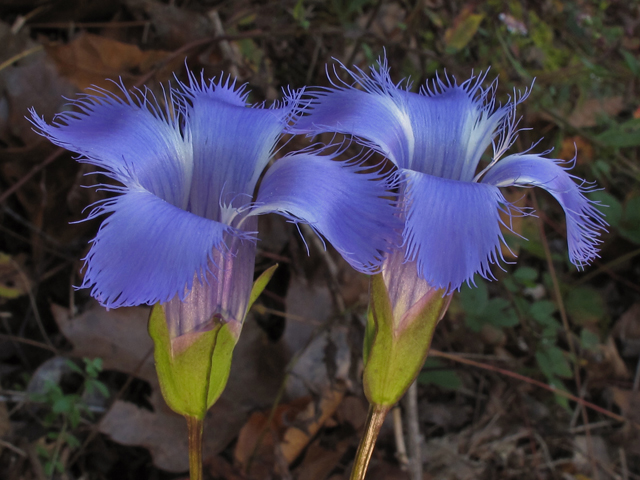 Gentianopsis crinita (Greater fringed gentian) #45841