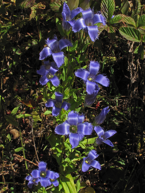 Gentianopsis crinita (Greater fringed gentian) #45842