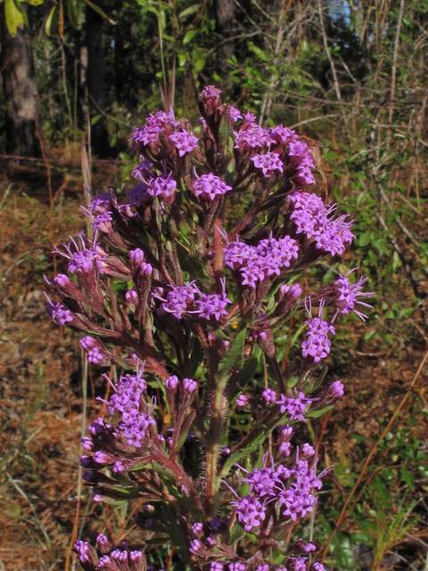 Carphephorus paniculatus (Hairy chaffhead) #45848