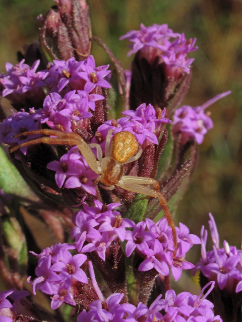 Carphephorus paniculatus (Hairy chaffhead) #45850