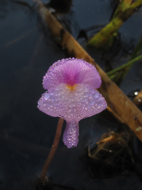 Utricularia purpurea (Eastern purple bladderwort) #45851