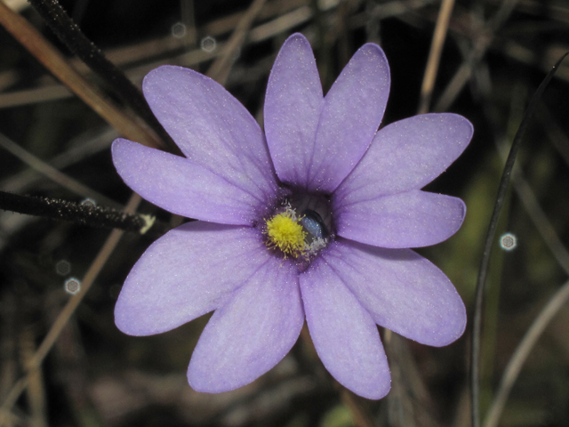 Pinguicula planifolia (Chapman's butterwort) #45874