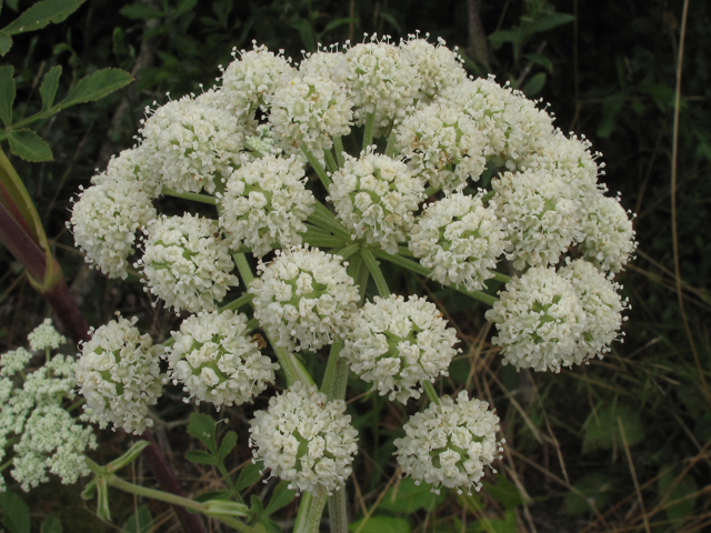 Angelica venenosa (Hairy angelica) #45887