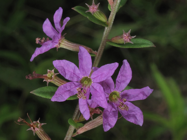 Lythrum alatum var. lanceolatum (Winged lythrum) #45892