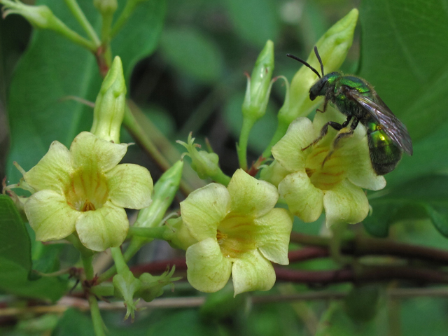 Trachelospermum difforme (Climbing dogbane) #45897