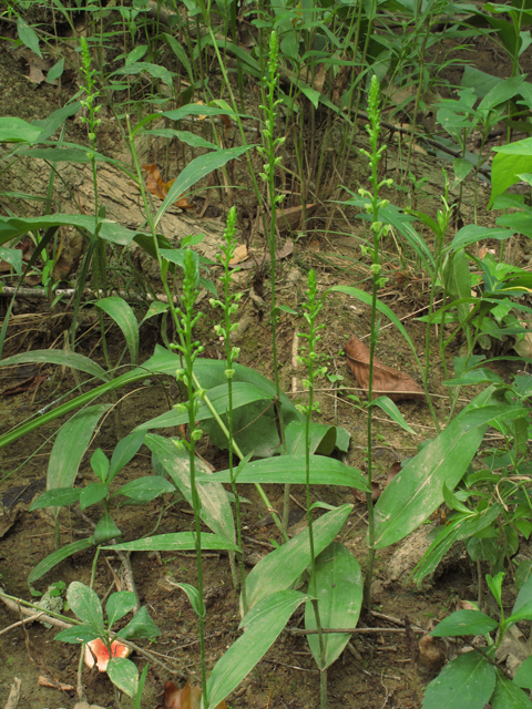 Platanthera flava var. flava (Palegreen orchid) #45909