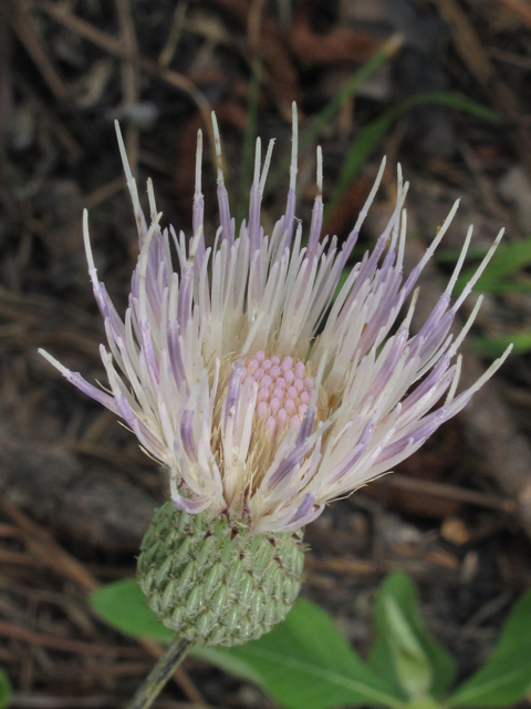 Cirsium carolinianum (Carolina thistle) #45919