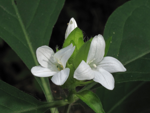 Yeatesia viridiflora (Yellow bractspike) #45928